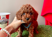 Toy Poodle Mini Yavrular